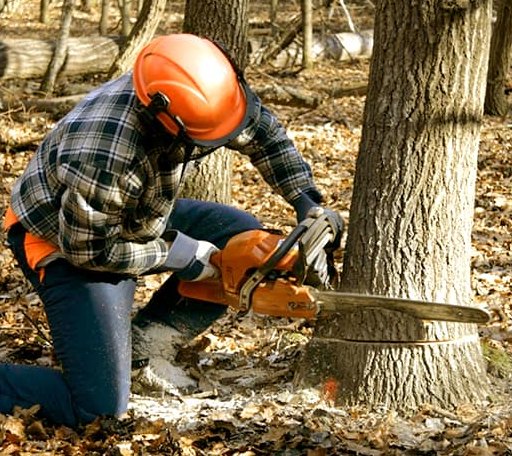 Tree Removal in Pleasant Hill, LA